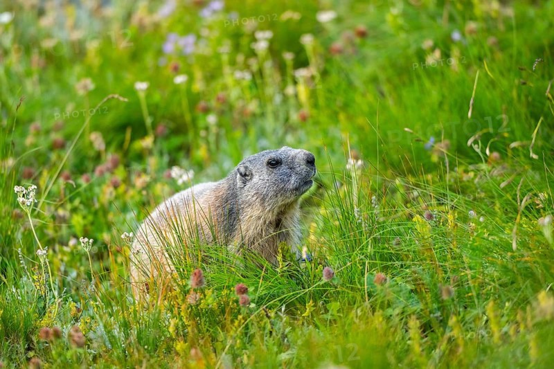 Alpine marmot (Marmota marmota) in autumn, Grossglockner, High Tauern National Park, Austria, Europe