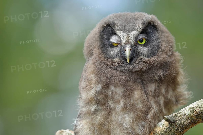 Great horned owl (Aegolius funereus), has one eye closed, young bird, animal portrait, North Rhine-Westphalia, Germany, Europe