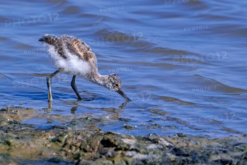 Pied avocet (Recurvirostra avosetta) chick foraging in shallow water of pond in spring
