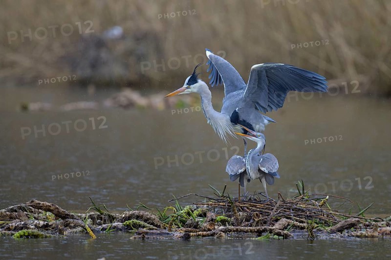 Grey heron (Ardea cinerea), copula, nest on floating roots of water lily in front of reeds, Neckar valley, Baden-Württemberg, Germany, Europe