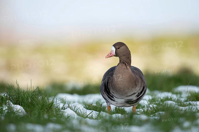 Wild goose... White-fronted goose (Anser albifrons) adult bird on a snow-covered meadow on the Lower Rhine, breeds in the far north, winters here where it finds quiet roosting places and sufficient food, Lower Rhine, North Rhine-Westphalia, Germany, Western Europe, Europe