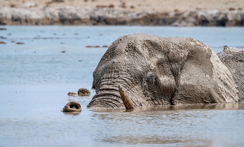 African elephant (Loxodonta africana), adult, swimming in a waterhole, animal portrait, Nxai Pan National Park, Botswana, Africa