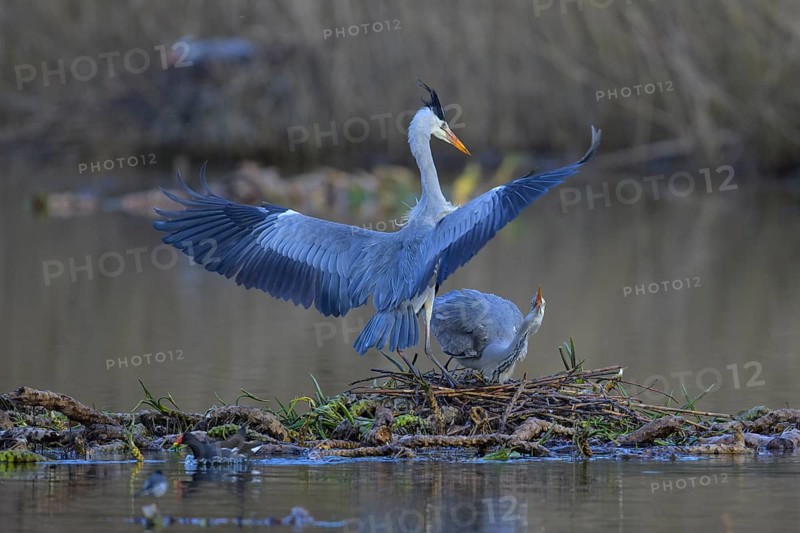 Grey heron (Ardea cinerea), breeding pair building a nest on the floating roots of the water lily, courtship behaviour, Neckar valley, Baden-Württemberg, Germany, Europe