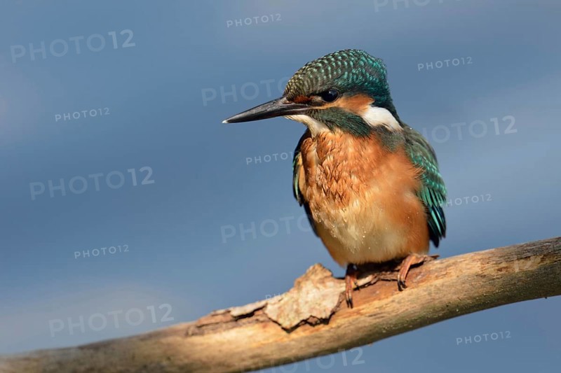 Kingfisher (Alcedo atthis) with wet plumage, has just returned from an unsuccessful dive to its perching branch, typical behaviour, kingfishers often use perching to hunt for prey, often small fish, in the water below them, young bird still needs to gain experience, frontal view, Lower Rhine, North Rhine-Westphalia, Germany, Western Europe, Europe