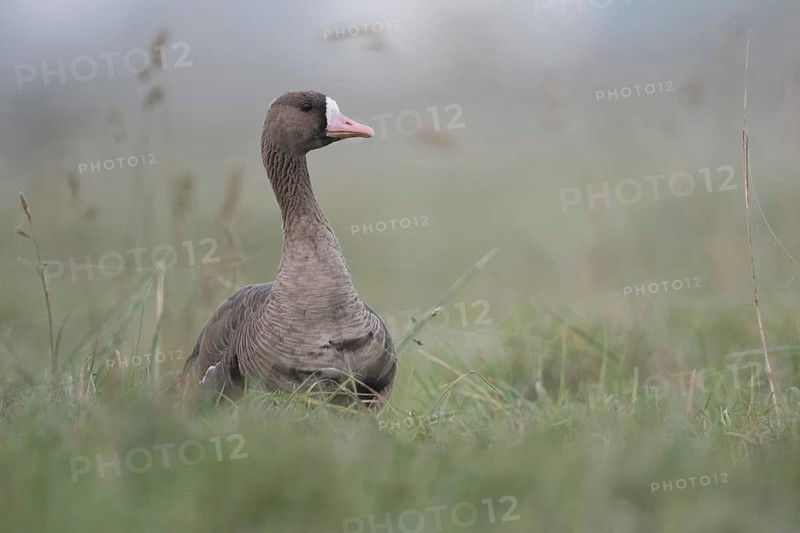 Typical... White-fronted goose (Anser albifrons), attentive wild goose, wild goose watches its surroundings with its head held high, wild geese on the Lower Rhine, Germany wildlife, Lower Rhine, Rhineland, North Rhine-Westphalia, Germany, Western Europe, Europe