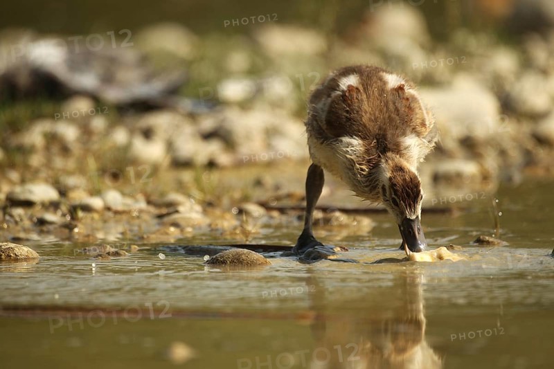 Egyptian goose (Alopochen aegyptiaca) young bird eating fish waste in a gravel pit, Allgäu, Bavaria, Germany, Allgäu, Bavaria, Germany, Europe