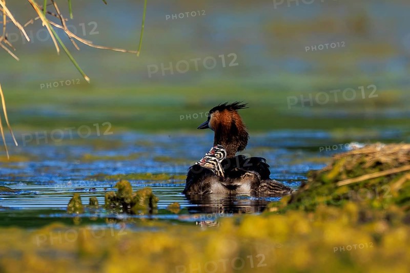 A great crested grebe with its chicks in the water, surroundings characterised by tranquillity and nature, Great crested grebe, (Podiceps Scalloped ribbonfish), with chicks, wildlife, Germany, Europe