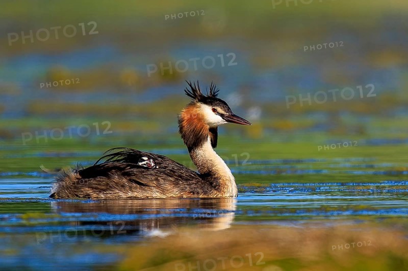 Close-up of a great crested grebe on a lake, surrounded by aquatic plants, Great crested grebe, (Podiceps Scalloped ribbonfish), with chicks, wildlife, Germany, Europe