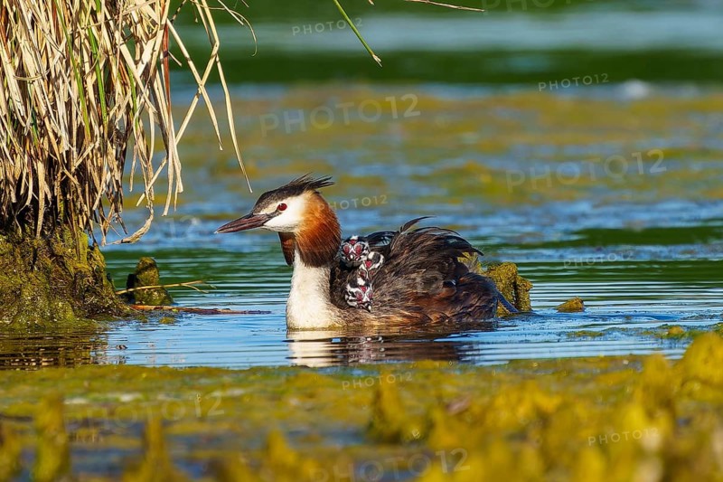 Great Crested Grebe with chicks on its back next to plants, Great Crested Grebe, (Podiceps Scalloped ribbonfish), with chicks, wildlife, Germany, Europe