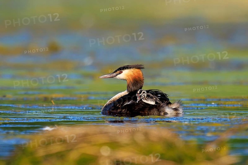 A single great crested grebe gliding gently over the water in a natural environment, Great crested grebe, (Podiceps Scalloped ribbonfish), with chicks, wildlife, Germany, Europe