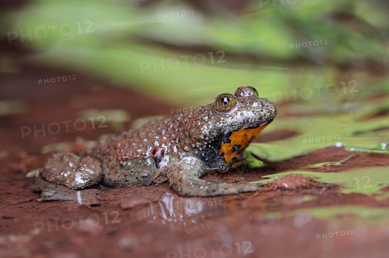 Habitat rivulet waters... Yellow-bellied toad (Bombina variegata) in natural environment, native fauna, wildlife, North Rhine-Westphalia, Germany, Europe