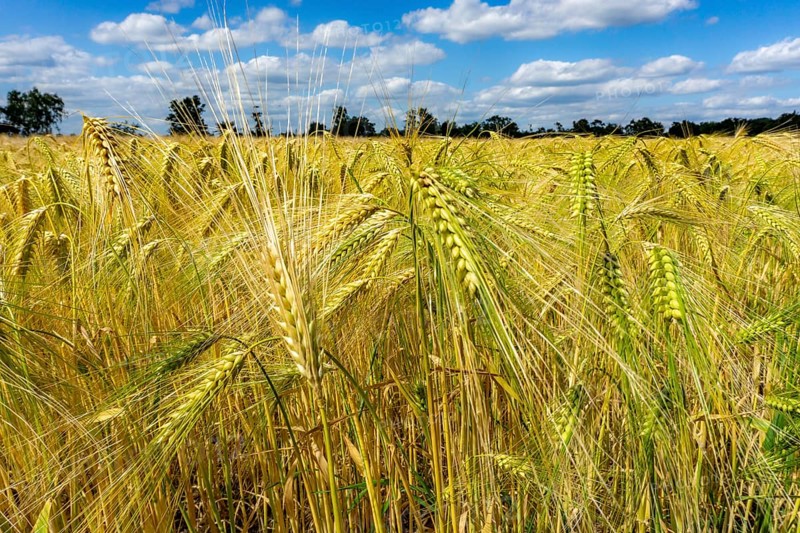 Grain field, in front of harvest, barley, near Bottrop-Kirchhellen, North Rhine-Westphalia, Germany, Europe