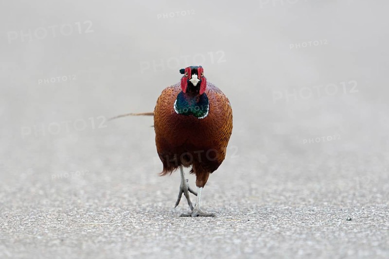 Straight ahead, along the road... Hunting pheasant (Phasianus colchicus), male pheasant, pheasant cock running straight towards the camera on a road, funny picture of the colourful cock, Lower Rhine, North Rhine-Westphalia, Germany, Western Europe, Europe