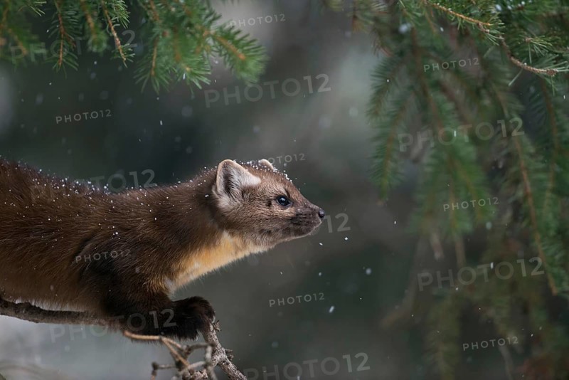 Detailed portrait... American pine marten (Martes americana), spruce marten in winter during snowfall, snowflakes in fur, Yellowstone, Wyoming, North America, United States of America