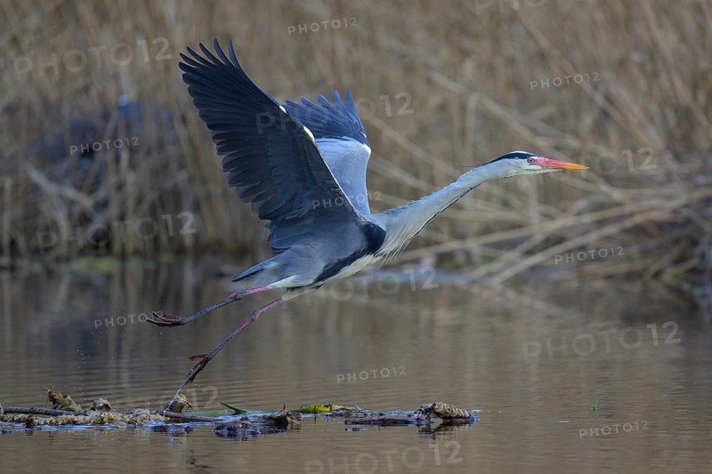 Grey heron (Ardea cinerea), in flight taking off from floating water lily roots, heron breeding in the reeds behind, Neckar valley, Baden-Württemberg, Germany, Europe