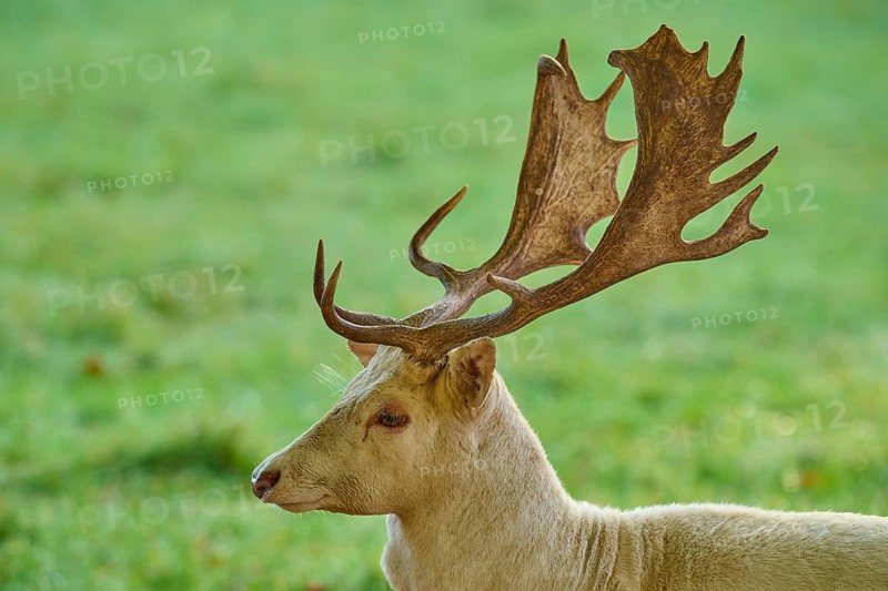 Albino fallow deer (Dama dama), white with extensive antlers, on a green meadow, Germany, Europe