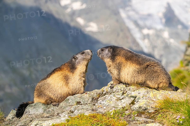Alpine marmot (Marmota marmota) in autumn, Grossglockner, High Tauern National Park, Austria, Europe