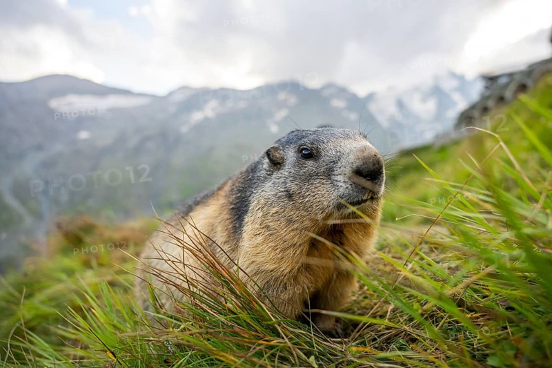Alpine marmot (Marmota marmota) in autumn, Grossglockner, High Tauern National Park, Austria, Europe