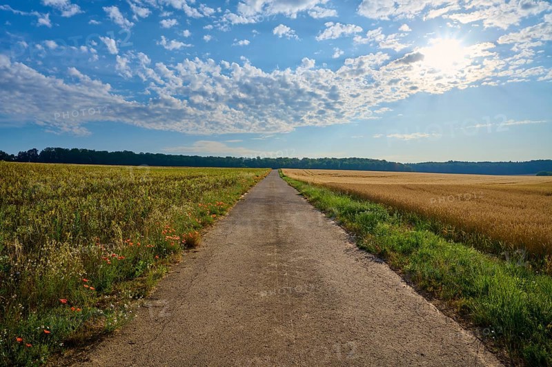 Long road between flowering fields under a sky full of dramatic clouds, summer, Höhefeld, Wertheim, Baden-Württemberg, Germany, Europe