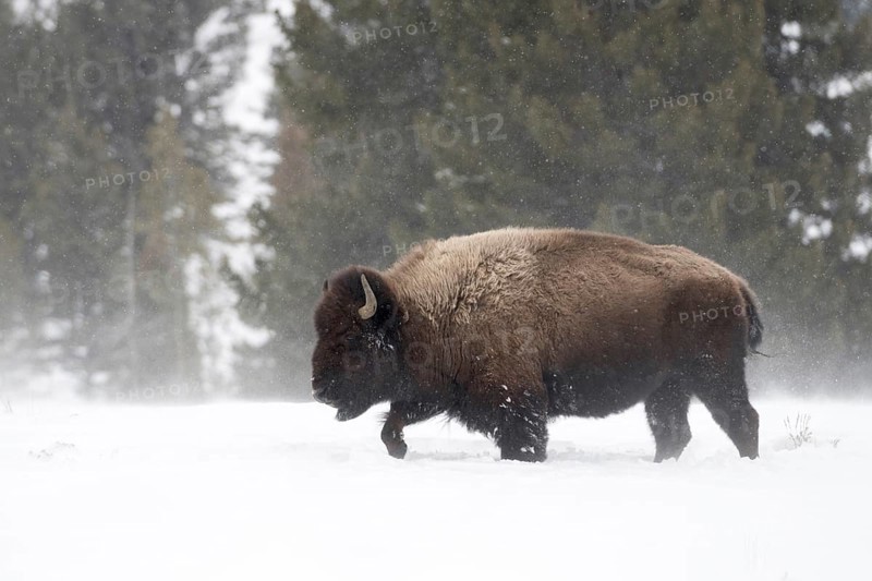 Winter in Yellowstone... American Bison (Bison bison), strong bison bull moves unimpressed through high snow during snowfall, national animal of the Americans with an eventful past, Yellowstone, Wyoming, North America, United States of America