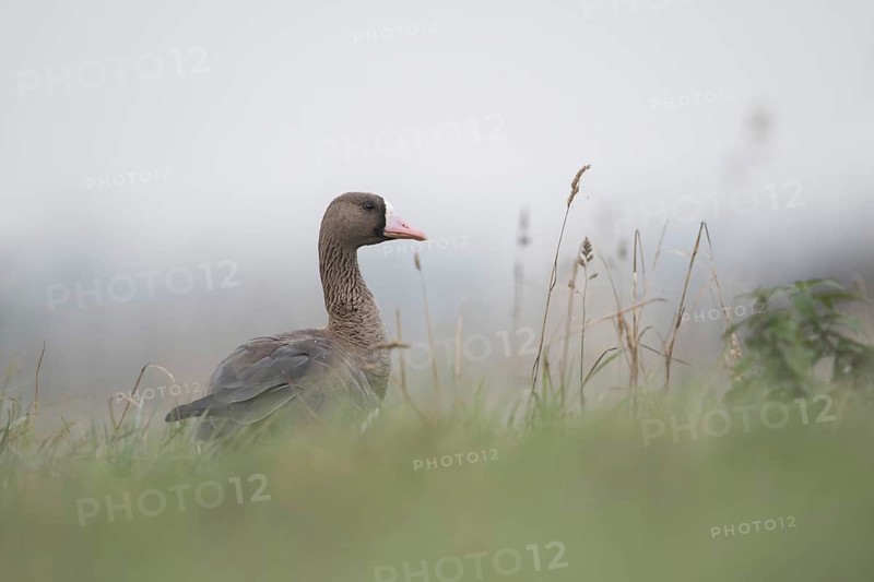 Attentive... White-fronted goose (Anser albifrons), wintering wild goose early in the morning in light fog in the high grass of a meadow, low, particularly natural-looking perspective, Bislicher Insel, Wesel district, Lower Rhine, North Rhine-Westphalia, Germany, Western Europe, Europe