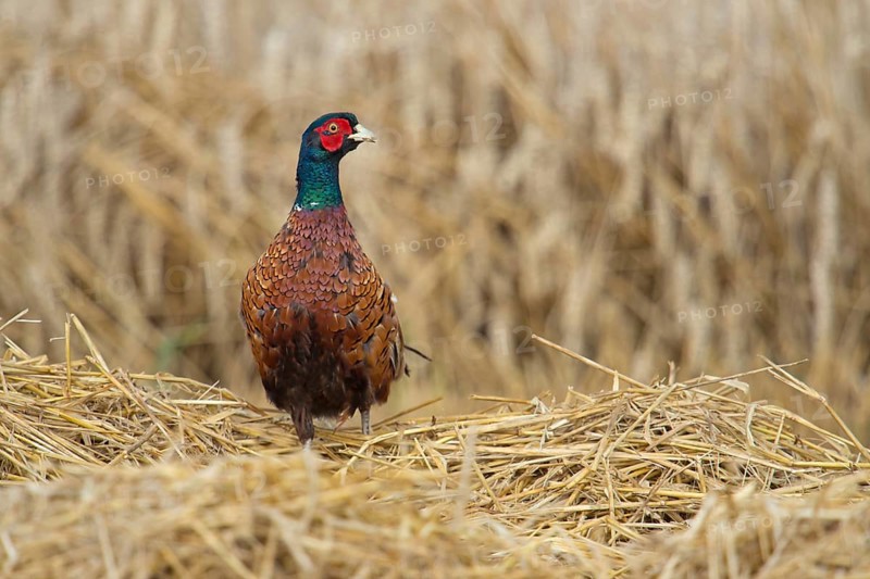 In a freshly mown grain field... Hunting pheasant (Phasianus colchicus) feels deprived of cover, secures itself on all sides, Lower Rhine, Rhine district of Neuss, North Rhine-Westphalia, Germany, Western Europe, Europe
