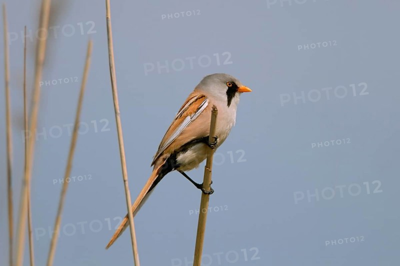 Unmistakable... Bearded Tit (Panurus biarmicus), male with typical, characteristic (eponymous) facial pattern, songbird, native birds wildlife, nature, North Holland, Netherlands, Western Europe, Male Bearded Reedling, Bearded Tit (Panurus biarmicus) in breeding dress perched on reed stem in front of clean blue background, wildlife