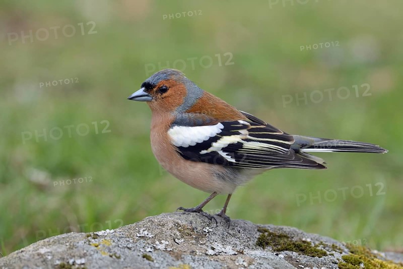 In splendour... Chaffinch (Fringilla coelebs), colourful male, one of the best-known native songbirds, common almost everywhere, North Rhine-Westphalia, Germany, Europe