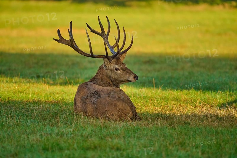 Red deer (Cervus elaphus), lying with a calm expression on a sunny meadow, Germany, Europe