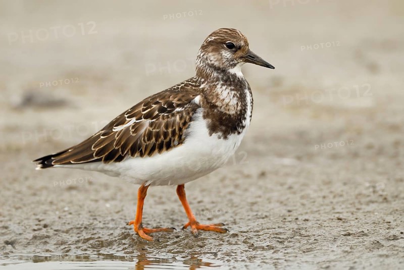 In its finery... Turnstone (Arenaria interpres) in the mudflats, limicolous migration, migratory bird in autumn, native fauna, wildlife, Germany, native birds, animals, nature, Heligoland, Schleswig-Holstein, Germany, Europe