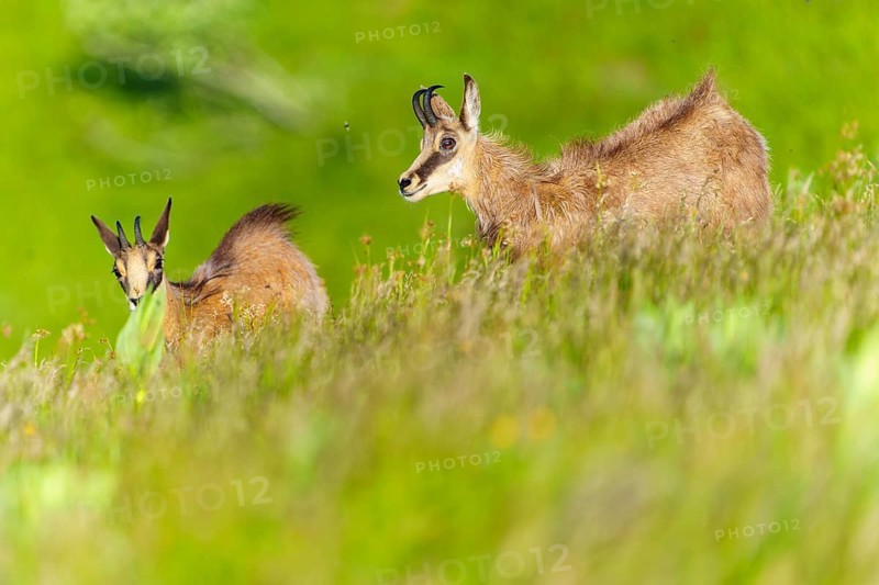 Chamois on a gently sloping green meadow, a peaceful nature scenario, chamois, chamois, (Rupicapra rupicaprae), wildlife, Vosges, France, Europe