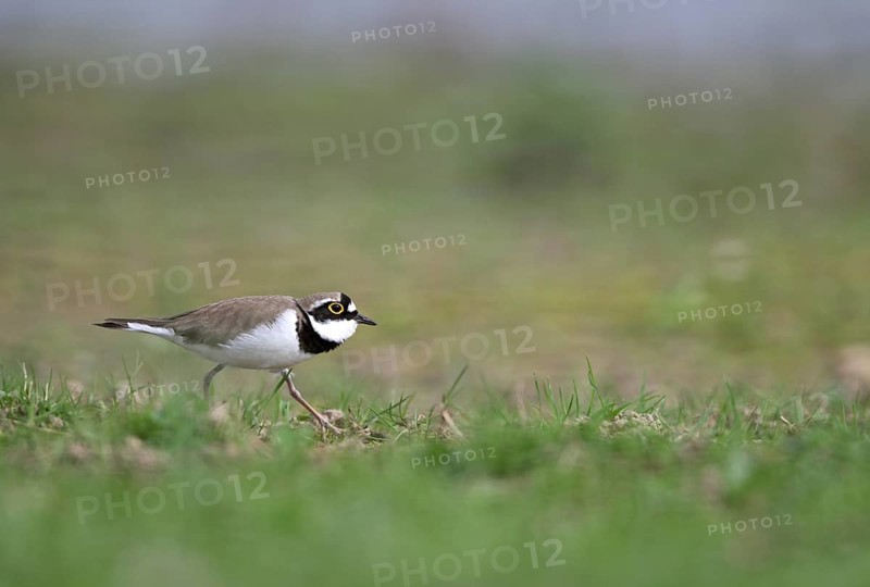 Little Ringed Plover (Charadrius dubius), Lower Rhine, North Rhine-Westphalia, Germany, Europe
