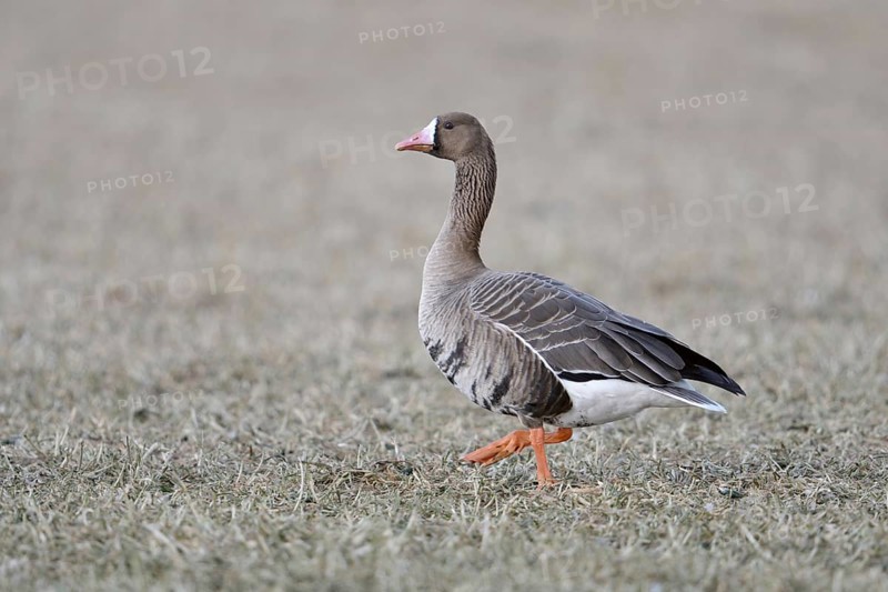 A wild goose... White-fronted goose (Anser albifrons) walking across a stubble field, full-grown adult goose with all typical characteristics, white-fronted geese are almost exclusively winter visitors in Western Europe, breeding grounds are in the far north, Lower Rhine, North Rhine-Westphalia, Germany, Western Europe, Europe