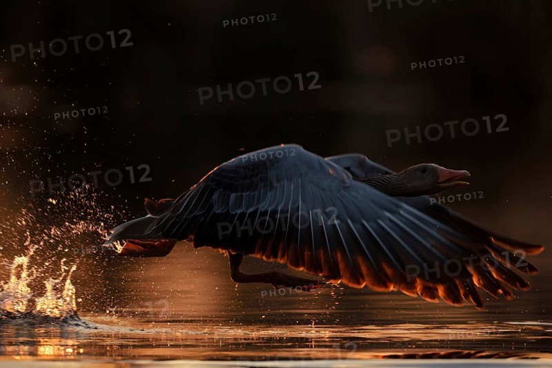 Just away from here... Greylag goose (Anser anser) flies off with loud chattering, takes off from the water, needs a powerful run-up, atmospheric backlight shot with low sun, splashing water brings dynamics into the picture, North Rhine-Westphalia, Germany, Western Europe, Europe