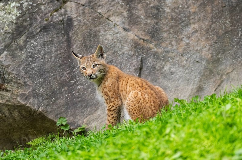 Eurasian lynx (Lynx lynx) youngster on a meadow, Bavaria, Germany, Europe