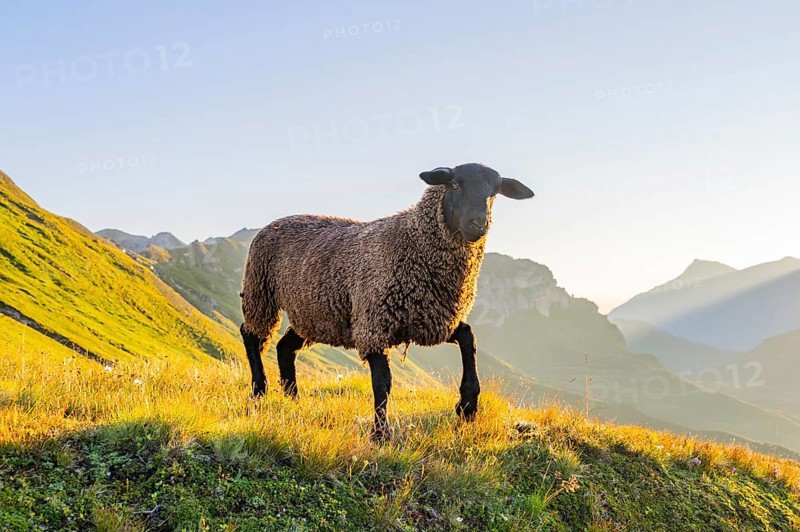 Domestic sheep (Ovis orientalis aries) at sunrise in the Mountains at Hochalpenstraße, Pinzgau, Salzburg, Austria, Europe