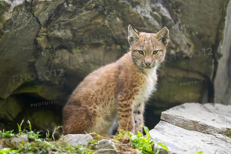 Eurasian lynx (Lynx lynx) youngster, Bavaria, Germany, Europe