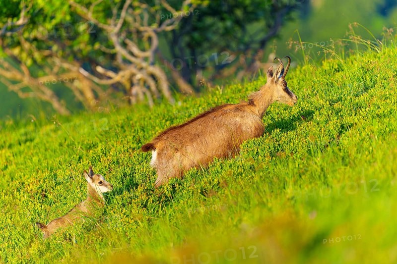 Chamois mother with young on a green slope, surrounded by trees, chamois, chamois, (Rupicapra rupicaprae), wildlife, Vosges, France, Europe
