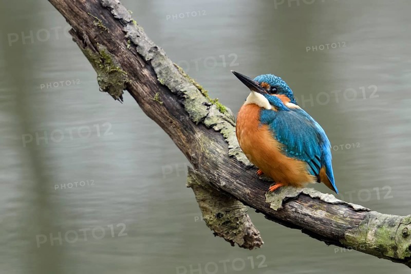 Just above the water surface... Kingfisher (Alcedo atthis), adult bird on a natural perch, worries about its safety, looks upwards during its own hunt to see if there are any dangers threatening it, kingfishers are favourite prey for many birds of prey, Lower Rhine, North Rhine-Westphalia, Germany, Western Europe, Europe