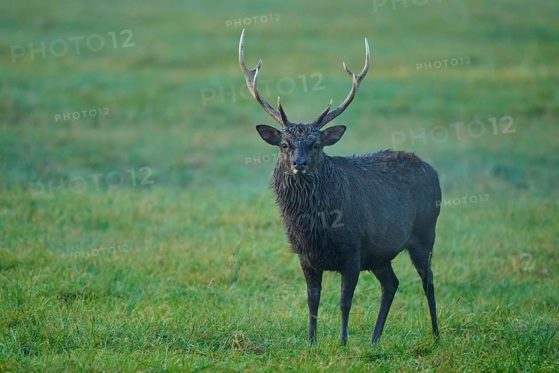 Sika deer (Cervus nippon), in a meadow at dawn, natural antlers visible, Germany, Europe