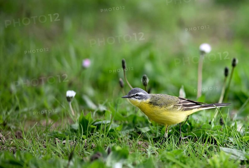Yellow wagtail (Motacilla flava), in a meadow, Lower Rhine, North Rhine-Westphalia, Germany, Europe