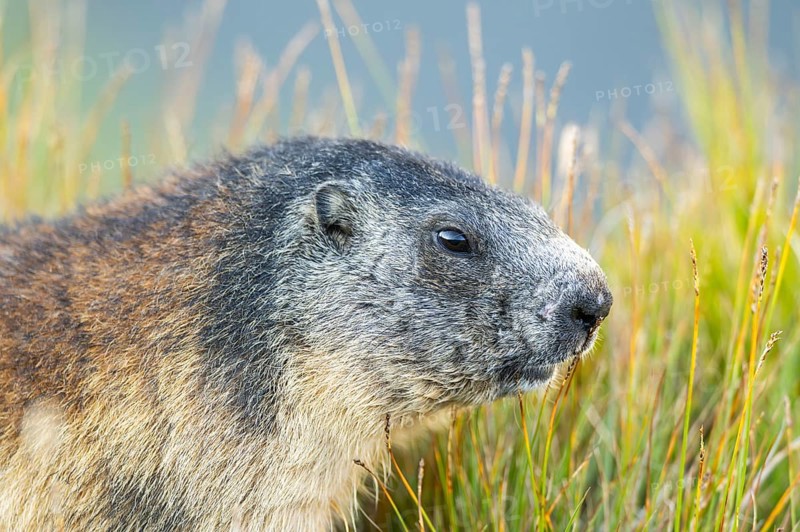 Alpine marmot (Marmota marmota) in autumn, Grossglockner, High Tauern National Park, Austria, Europe