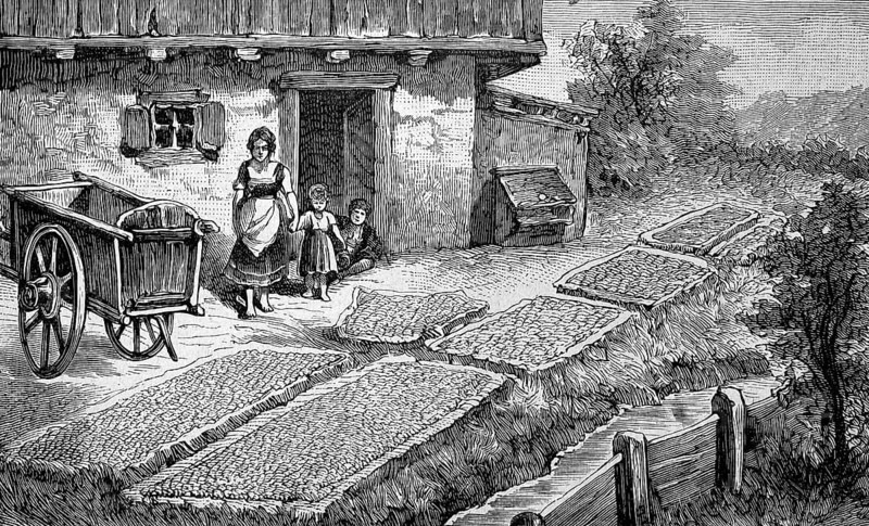 Harvest of corn, corn, in the Bavarian Alps, Bavaria, Germany, drying of corn cobs, agriculture, illustration from 1894, reproduction, digitally enhanced, historical, Europe