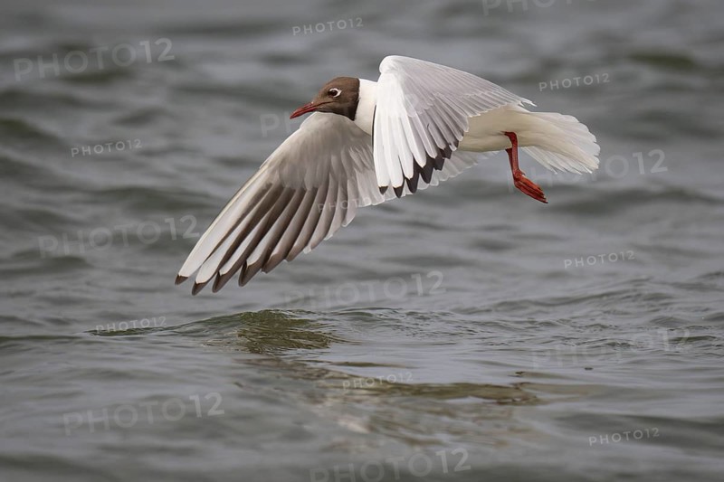 Black-headed gull (Chroicocephalus ridibundus) in summer plumage, flying above the sea surface, looking for small fish, near Hvide Sande, Ringkøbing Fjord, North Sea, Denmark, Europe