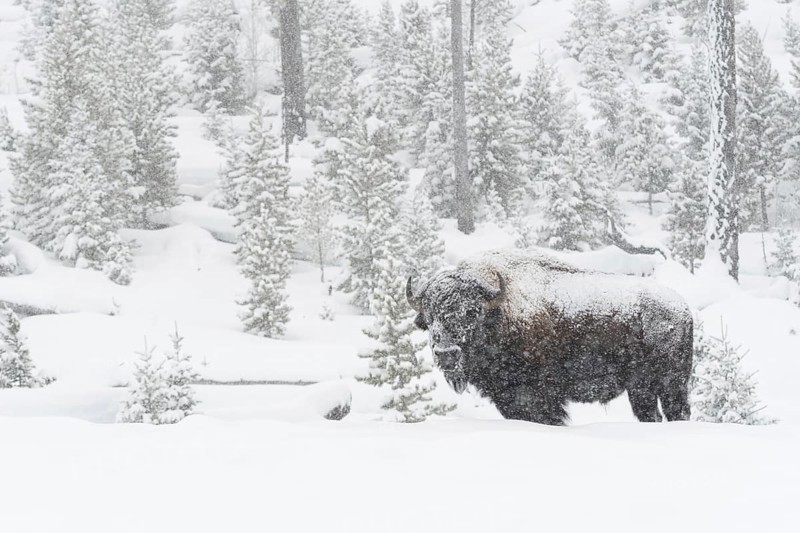 American Bison (Bison bison) in deep winter with heavy snowfall, old, strong bull covered by ice and snow, in typical wide surroundings, nature in Yellowstone NP, Wyoming, USA, Yellowstone, North America, United States of America, North America