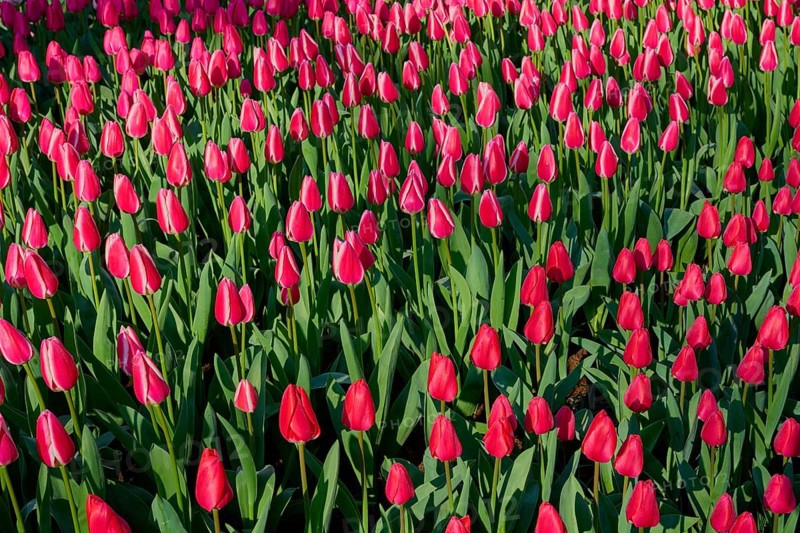 Field full of bright red tulips in a park, Keukenhof, Lisse, province of South Holland, Netherlands