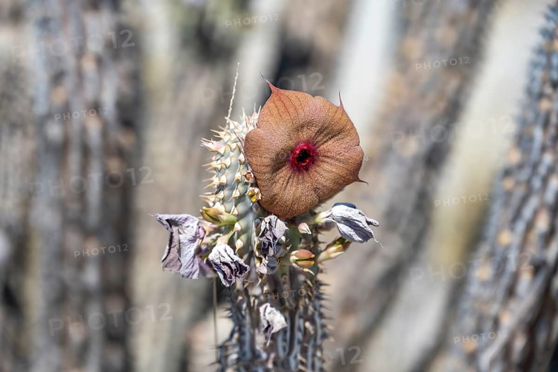 Red flowers on a dry cactus (Hoodia currorii), Makgadikgadi salt pans, Botswana, Africa