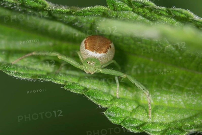 A Diaea dorsata (Diaea dorsata) in mantis position on a green leaf, abdomen with distinctive brown pattern, Baden-Württemberg, Germany, Europe