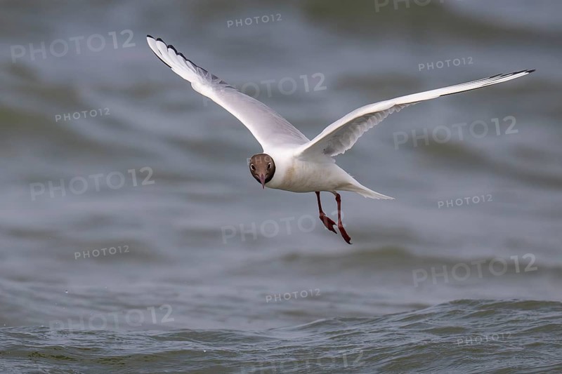 Black-headed gull (Chroicocephalus ridibundus) in summer plumage, flying above the water surface, looking for small fish, near Hvide Sande, Ringkøbing Fjord, North Sea, Denmark, Europe