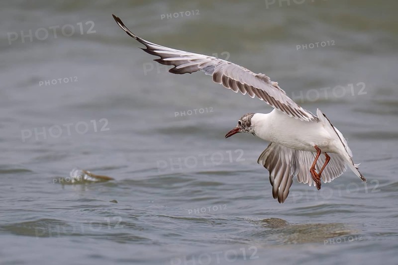 One-year-old black-headed gull (Chroicocephalus ridibundus) in summer plumage, flying over the sea surface looking for small fish, near Hvide Sande, Ringkøbing Fjord, North Sea, Denmark, Europe